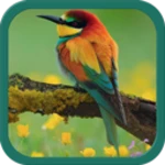 Logo of Birds Ringtones android Application 